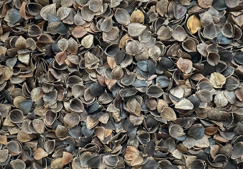 Poduszka z łuską gryki